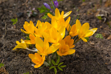 spring yellow flowers. primroses