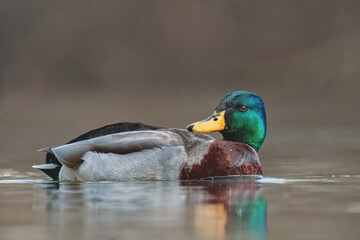 Stockente im Wasser