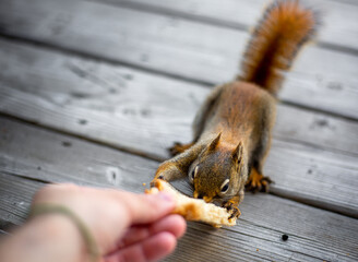 Feeding a squirrel by hand. Animal Photography.