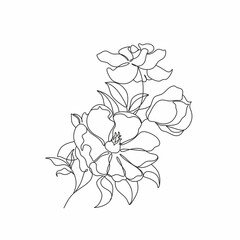 Magnolia line drawing vector. Flower Line art. Botanical illustration