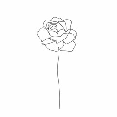 Peony Line drawing. Flower Line art vector. Peonies Botanical logo