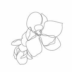 Magnolia line drawing vector. Flower Line art. Botanical illustration