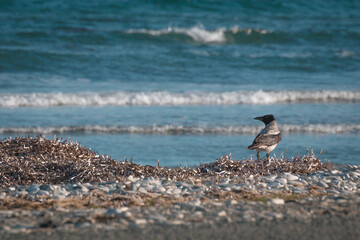 Crow on the beach
