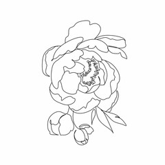 Peony Line drawing. Flower Line art vector. Peonies Botanical logo