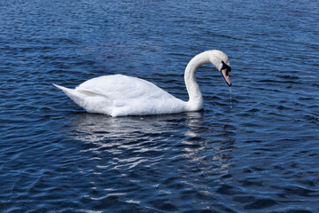 Graceful white swan on the surface of lake