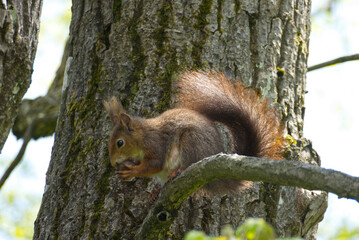 Red Squirrel sitting with a nut in a tree in Zurich, Switzerland