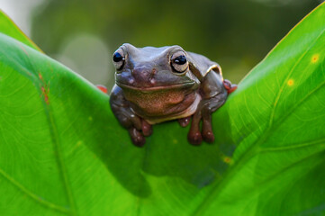 Dumpy frog on a branch