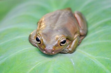 Dumpy frog on a branch