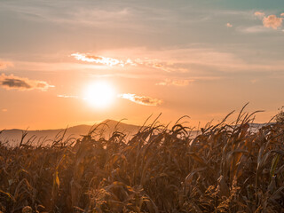 Fototapeta premium wheat field at sunset