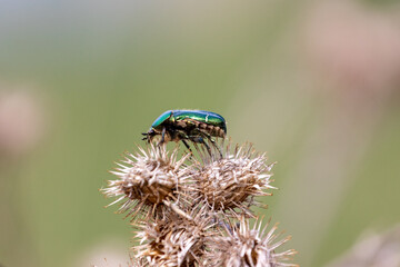 bug on a leaf