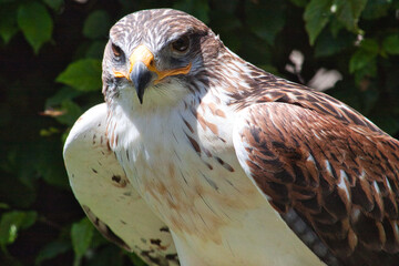Königsbussard (Buteo regalis)