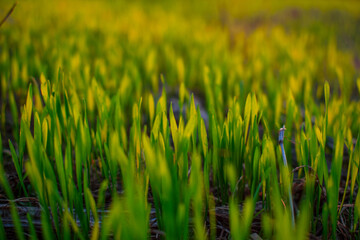 green wheat field