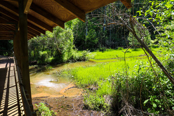 a shot of a brown wooden bridge over the water in a marsh surrounded by lush green trees and plants...