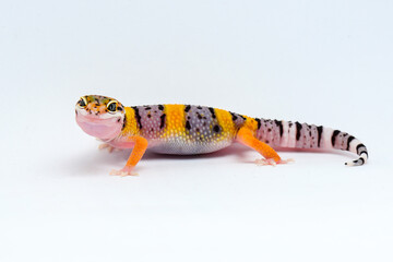 Leopard Gecko on a white background