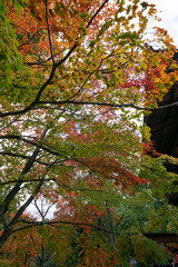 神護寺の秋景色