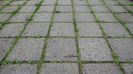 
A background of concrete paving slabs with sprouted green grass from the cracks between the slabs.