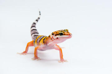 Leopard Gecko on a white background
