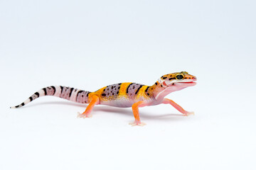 Leopard Gecko on a white background