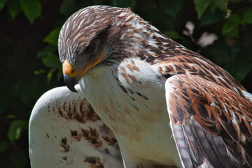 Königsbussard (Buteo regalis)