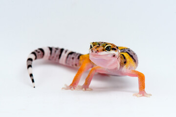 Leopard Gecko on a white background