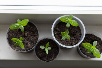 Zinnia flower seedlings in a pot indoors.