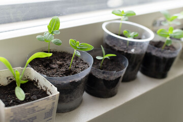Zinnia flower seedlings in a pot indoors.