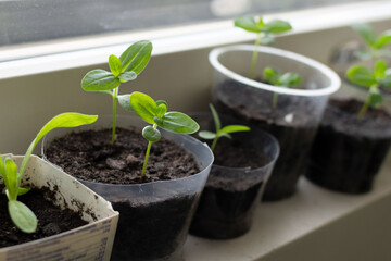 Zinnia flower seedlings in a pot indoors.