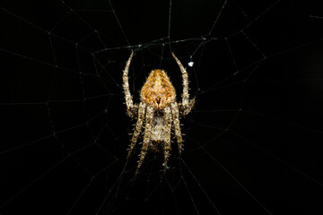 Garden spider, araneus kind spider of the family of Orb web spider sitting on the web