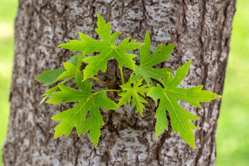 Tree leaves on the tree trunk; scientific name: Liquidambar orientalis