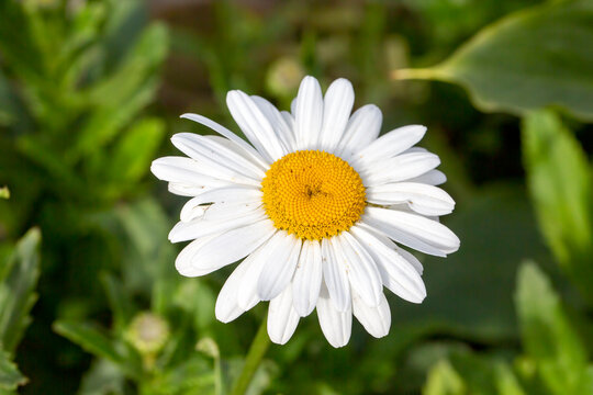 White daisy; scientific name; chrysanthemum maximum