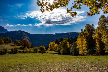 A panoramic shot of mesmerizing trees in Artvin, Turkey.