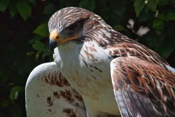 Königsbussard (Buteo regalis)