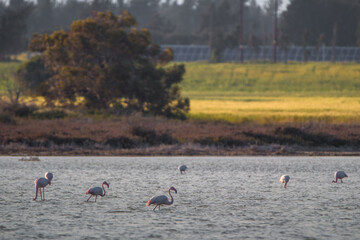 flamingos in the lake
