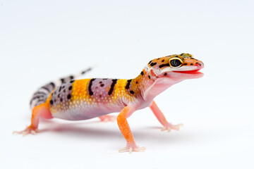 Leopard Gecko on a white background