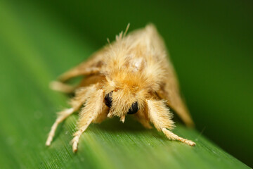 a yellow color moth looking into the camera resting on a leaf. the moth has compound eyes and spikes. 