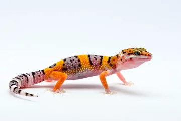 Tuinposter Leopard Gecko on a white background © Dwi