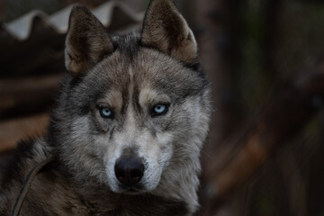 Portrait of a Siberian husky grey dog similar to a wolf with expressive blue eyes on a dark green...