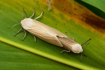 a pair of white and orange moth mating on a green leaf.
