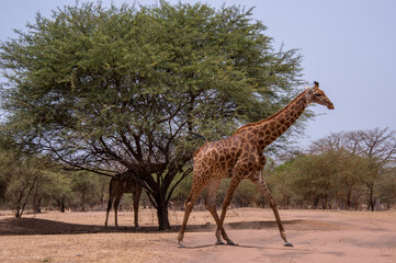 Jirafas pastando entre acacias en una reserva natural de Senegal