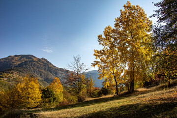 Fototapeta premium A panoramic shot of mesmerizing trees in Artvin, Turkey.