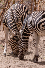 Fototapeta na wymiar Cebras pastando en una reserva natural de Senegal