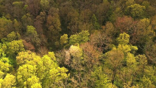 Drone flies close over a piece of forest in the Saale Unstrut region around Freyburg 4K