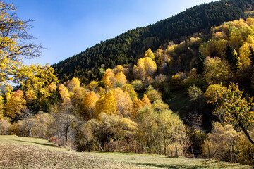 A panoramic shot of mesmerizing trees in Artvin, Turkey.