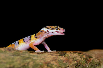 Leopard Gecko on a branch