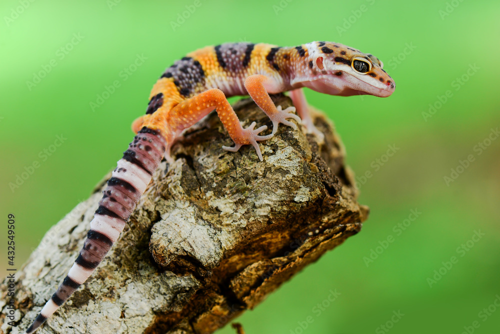 Wall mural leopard gecko on a branch