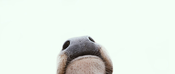 Close up of calf nose with whiskers and nose being curious and nosey while isolated on background.