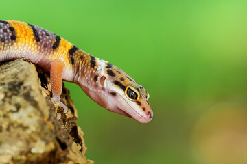 Leopard Gecko on a branch