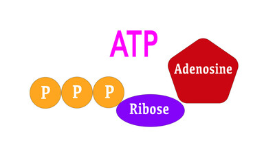 ATP [Adenosine triphosphate]