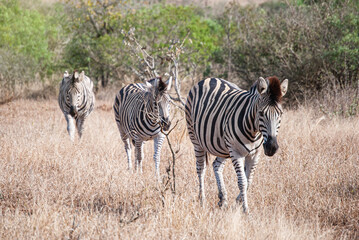 Fototapeta na wymiar Three zebras in a row walking in a natural park in Africa. Equus quagga, Equus zebra, Equus grevyi.