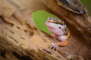Leopard Gecko on a branch - obrazy, fototapety, plakaty